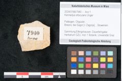 Foto (Objekt + Etikett) von Kennedya orbicularis Unger (NHMW-GEO-2024-0188-7940)
